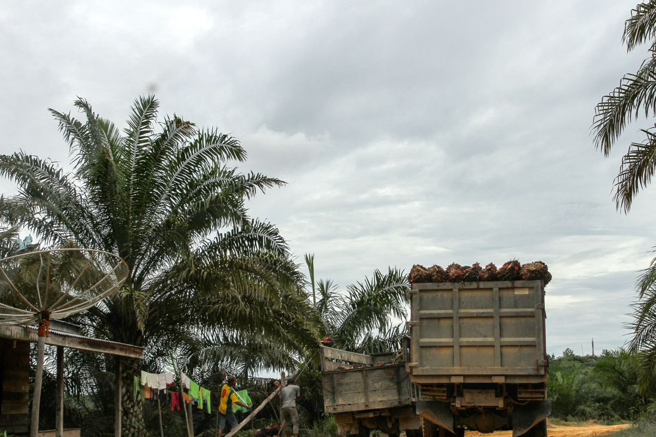 Truk mengangkut hasil panen sawit di Tesso Nilo, Minggu 12 November 2017. Foto: Rony Muharrman/ Mongabay Indonesia