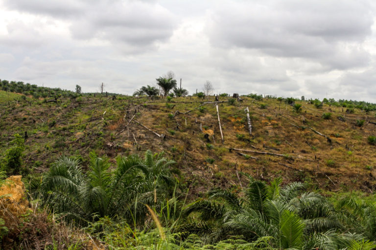 Taman Nasional Tesso Nilo, sebagian juga jadi kebun sawit. Akankah masalah 'keterlanjuran' ini selesai dengan aturan turunan UU Cipta Kerja? Foto: