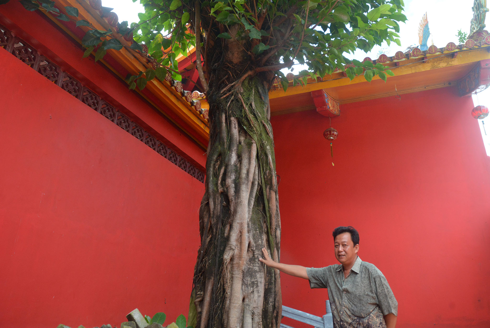 Pohon bodhi (Ficus religiosa) yang merupakan simbol pohon kehidupan ditanam di Kelenteng Boen Tek Bio Banyumas, Jawa Tengah | Foto : L Darmawan/Mongabay Indonesia