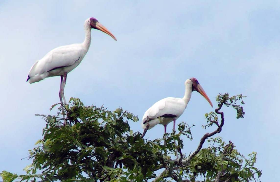 Pulau Rambut sebagai habitat berbagai jenis burung, termasuk bangau bluwok. Foto: Asep Ayat