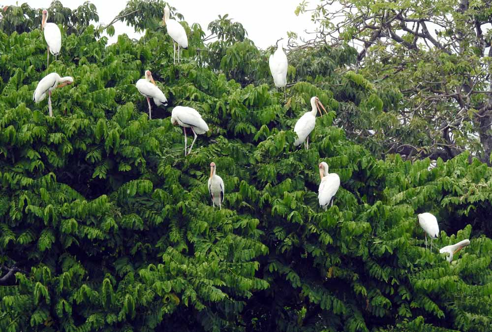Koloni bangau bluwok di atas pohon kepuh di Pulau Rambut. Foto: Asep Ayat