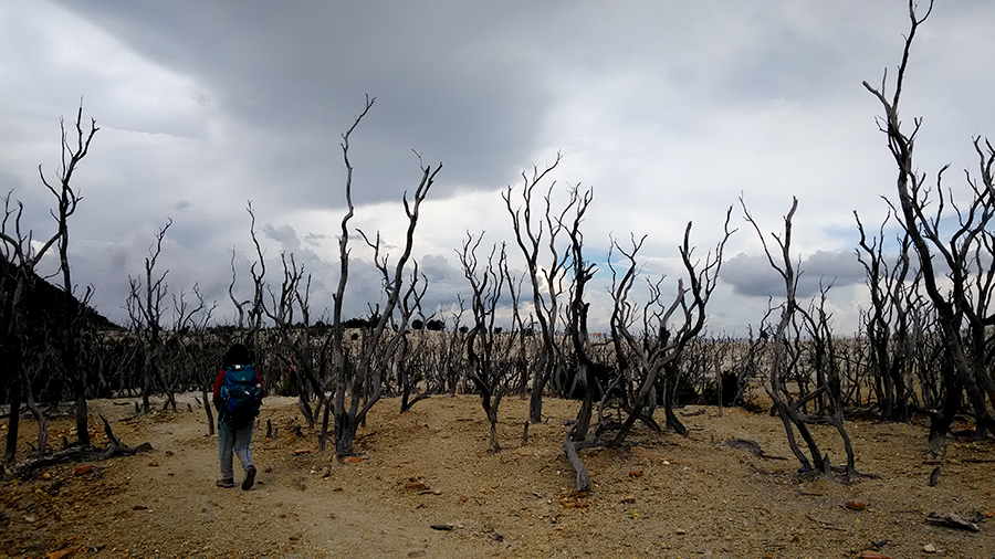 Seorang pendaki berjalan di antara batang pepohonan yang okoh berdiri. Kawasan hutan mati menjadi saksi kelam dahsyatnya letusan Gunung Papandayan, November 2002 lalu. Foto: Geril Dwira Kaluku