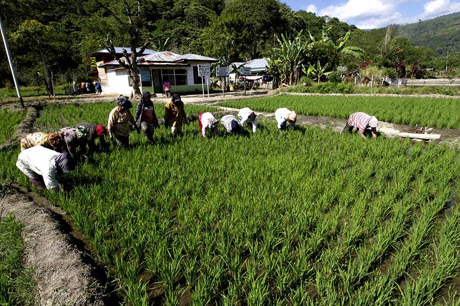 Petani di Desa Agusen, Gayo Lues, bergotong royong menanam padi | Foto: Junaidi Hanafiah/Mongabay Indonesia