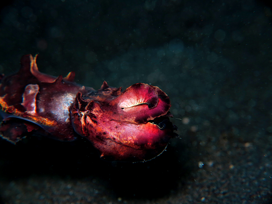 Flamboyan cuttlefish atau sotong flamboyan (Metasepia pfefferi). Sotong ini termasuk yang terkecil diantara jenisnya | Foto: Wisuda/Mongabay Indonesia