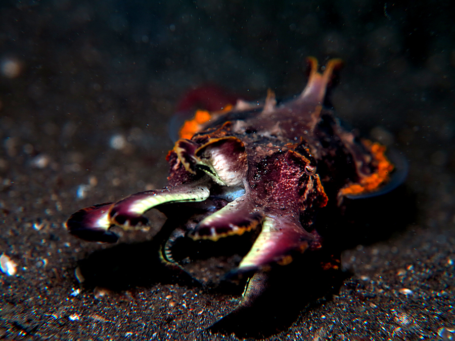 Flamboyan cuttlefish atau sotong flamboyan (Metasepia pfefferi). Meski terlihat indah, tetapi jangan coba-coba memakannya, karena dagingnya beracun | Foto: Wisuda/Mongabay Indonesia