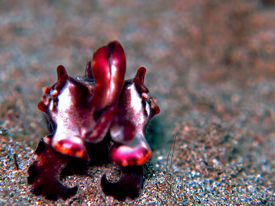 Flamboyan cuttlefish atau sotong flamboyan (Metasepia pfefferi). Sotong ini satu-satunya yang berjalan di permukaan dasar laut | Foto: Wisuda/Mongabay Indonesia