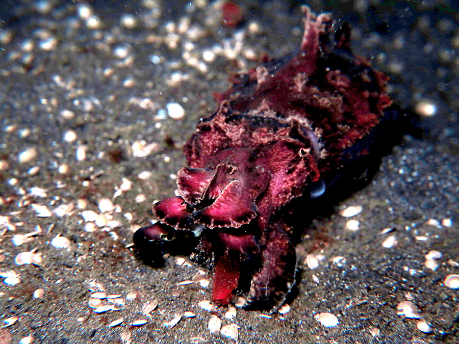 Flamboyan cuttlefish atau sotong flamboyan (Metasepia pfefferi). Perilaku melambaikan membran pelindung lebar secara berirama menunjukkan satwa ini beracun | Foto: Wisuda/Mongabay Indonesia