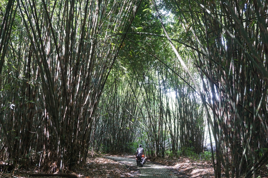 Suasana sakral nan indah hutan bambu di Desa Panglipuran, Bangli, Bali. Hutan yang dikelola dikelola dan dilindungi desa adat setempat menjadi obyek wisata baru yang menarik di Bali | Foto: Luh De Suriyani/Mongabay Indonesia