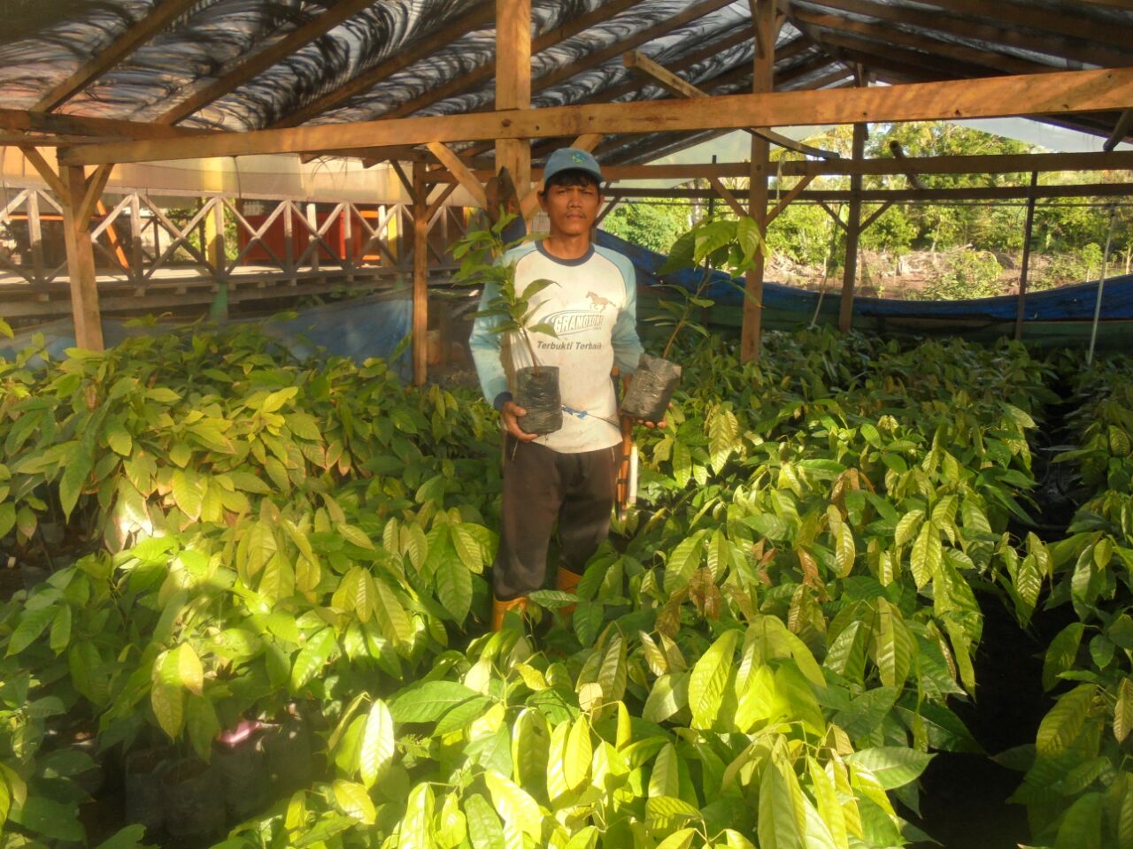 Baramang, petani kakao dari Desa Saluparemang Selatan, Kamanre, Kabupaten Luwu, Sulsel. Berkat ketekunan, ia mampu bangkit dari keterpurukan produktivitas lahannya. Dari 400 kg per hektar menjadi 1,7 ton kering | Foto: Wahyu Chandra/Mongabay Indonesia.