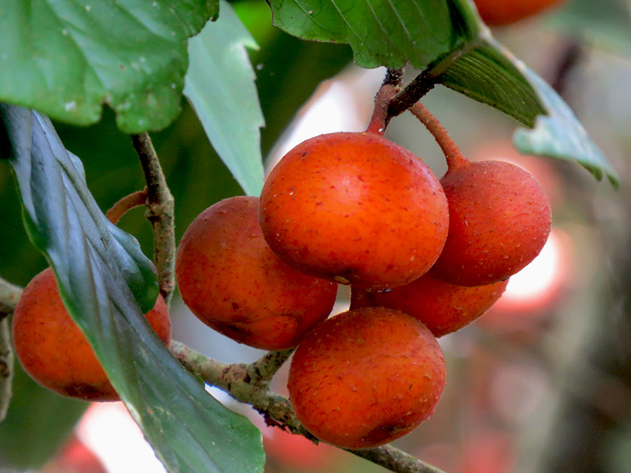 Ficus parietalis yang ditemukan tumbuh di ekosistem Batang Toru. Foto: Eka Siswiyati