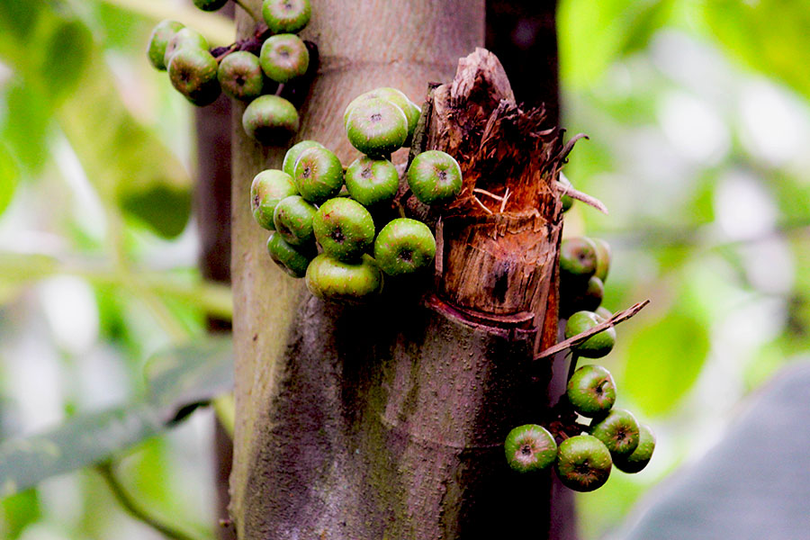 Yang menarik dari penelitian Eka adalah ditemukannya satu jenis Ficus lowii. Berdasarkan buku acuan identifikasi Flora Malesia (2005), ficus ini hanya ada di Semenanjung Malaysia. Ternyata, ditemukan di Batang Toru. Dari hasil diskusi sejumlah pakar jenis ini merupakan catatan pertama. “Kita harus menjaga ficus tetap ada, dengan cara tidak merusak habitatnya. Pastinya, Hutan Batang Toru merupakan habitat terakhir orangutan tapanuli, yang secara genetik terpisah dari orangutan sumatera dan orangutan kalimantan,” jelasnya.