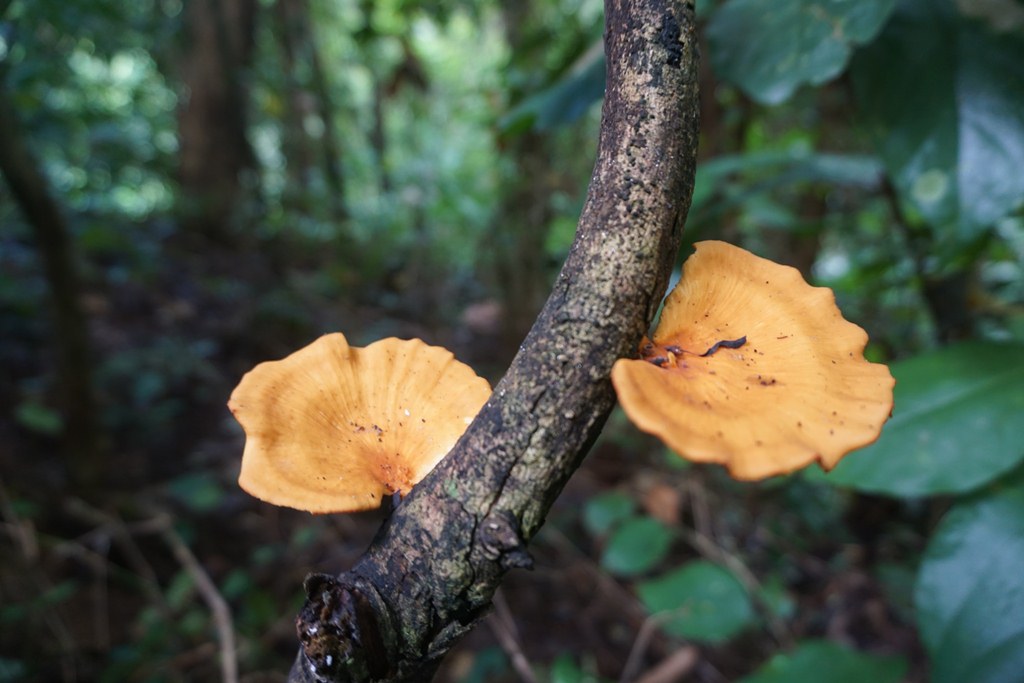 Lebatnya hutan di TWA Kerandangan, Lombok Barat, NTB, membuat sejumlah flora dan fauna tumbuh subur, misalnya aneka jenis jamur dan ulat | Foto: Anton Muhajir/Mongabay Indonesia