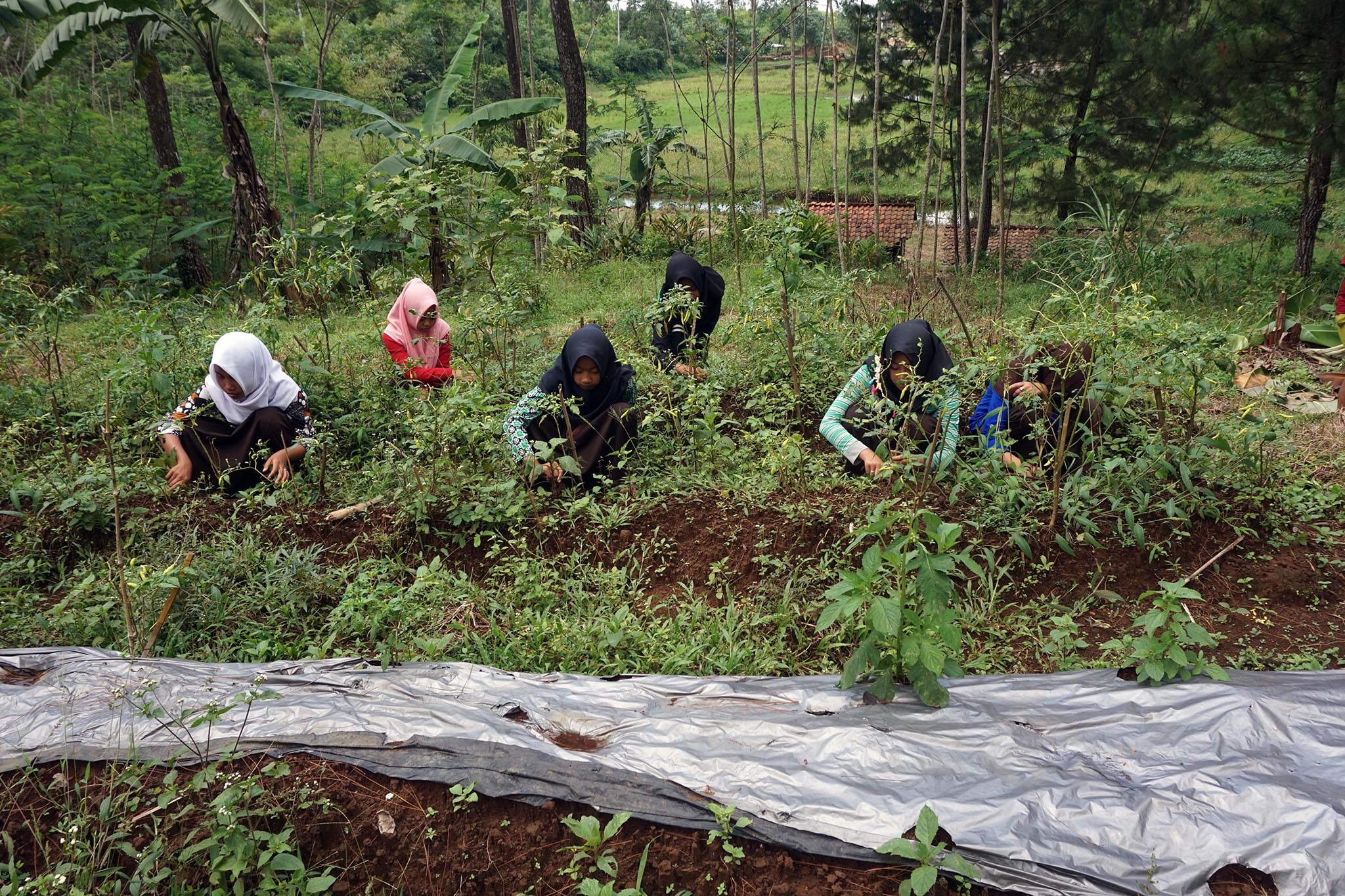 Sejumlah siswaMTs Pakis Desa Gununglurah, Cilongok, Banyumas, berada di area kebun untuk membersihkan rumput karena akan ditanami cabai | Foto: L Darmawan/Mongabay Indonesia