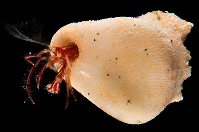 Hermit crab atau kelomang laut dalam yang ditemukan tim peneliti. Berpotensi menjadi spesies baru. Foto: SJADES 2018