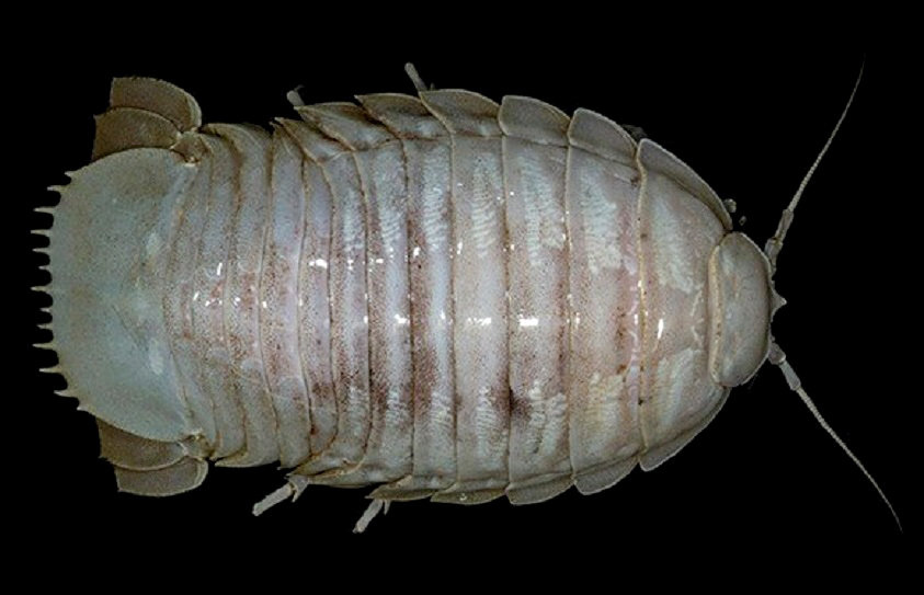 Isopoda raksasa (Bathynomus) famili Cirolanidae pada kedalaman 800 meter. Kemungkinan besar menjadi spesies ketiga di dunia | Foto: SJADES 2018