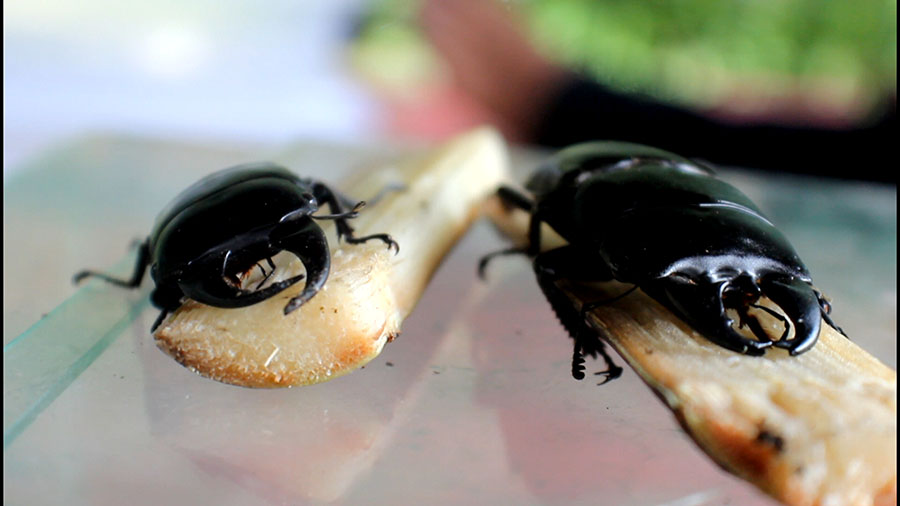 Kumbang di penangkaran Alam Raya Indonesia di Desa Sikeben, Sibolangit | Foto: Ayat S Karokaro/Mongabay Indonesia