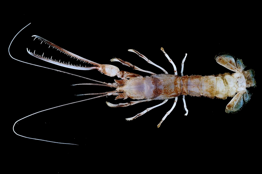 Lobster gergaji (Thaumastochelidae) ditemukan dikedalaman 500 meter | Foto: SJADES 2018