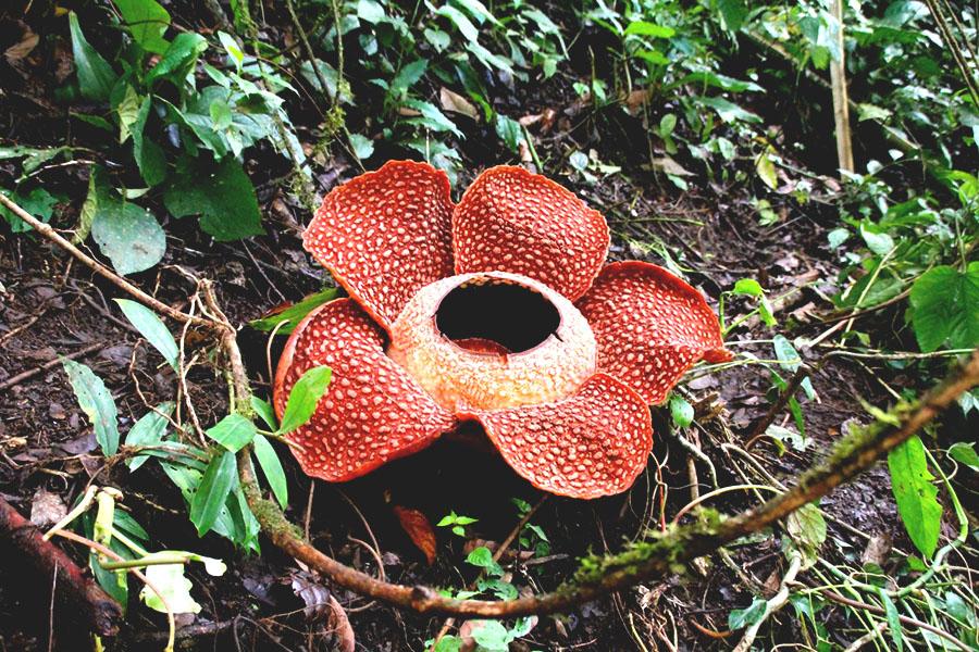 Rafflesia arnoldii yang mekar di wilayah Bukit Kaba, Rejang Lebong, Bengkulu, Kamis [5/4/2018] | Foto: Ridzki R Sigit/Mongabay Indonesia