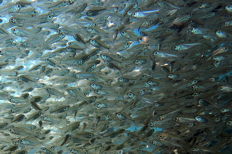 Indahnya Glassfish Kumpulan Ikan  Kecil  yang  Menawan di 