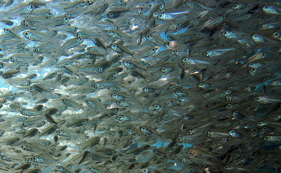 Segerombol ikan kaca atau glassfish | Foto: Wisuda/Mongabay Indonesia
