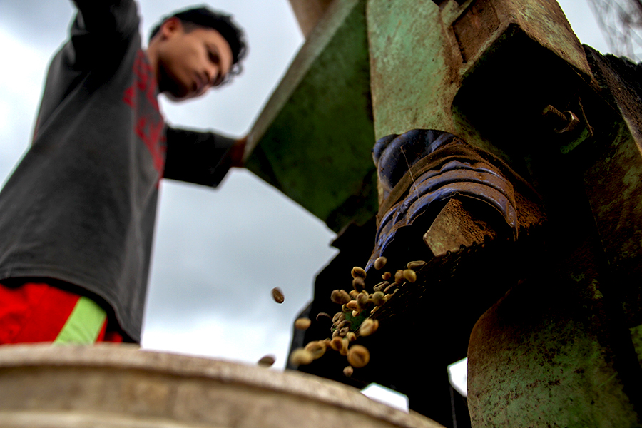 Kulit kopi dikupas menggunakan alat | Foto: Donny Iqbal/Mongabay Indonesia