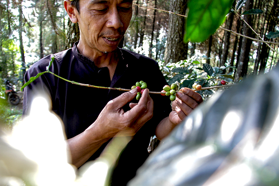 Petani kopi di Desa Pasirmulya, Kecamatan Banjaran, Kabupaten Bandung, Jawa Barat, tampak memilih buah kopi yang matang | Foto: Donny Iqbal/Mongabay Indonesia