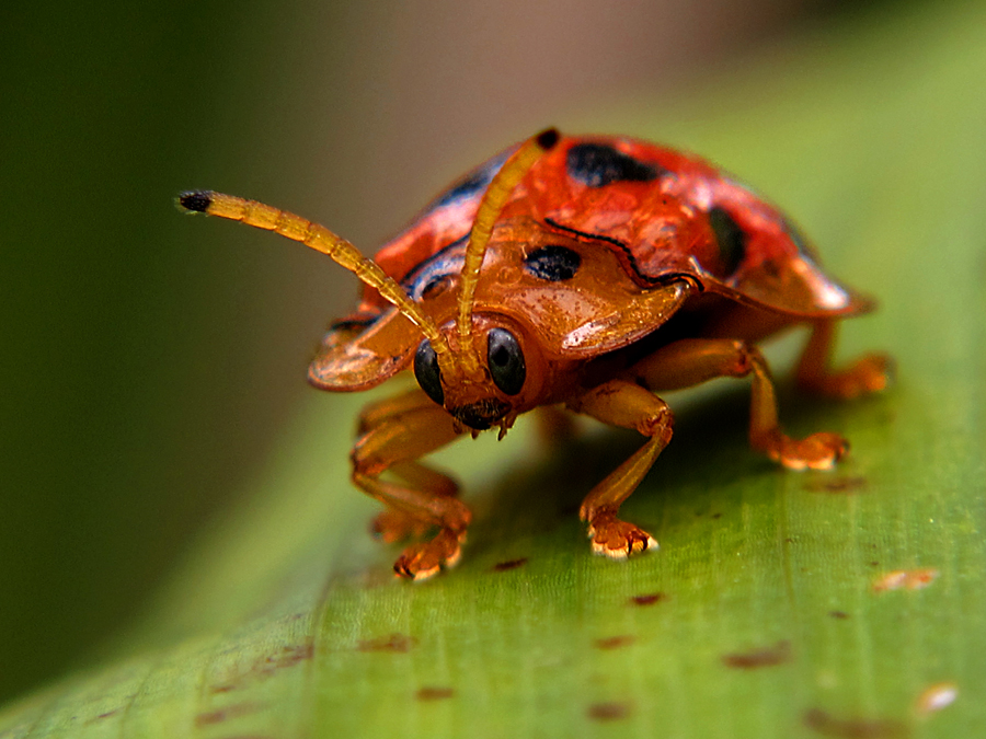 870 Koleksi Gambar Hewan Serangga Kumbang HD Terbaik