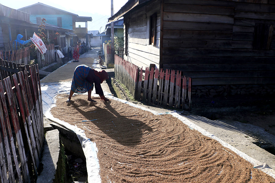 Warga Agusen yang menjemur padi | Foto: Junaidi Hanafiah/Mongabay Indonesia