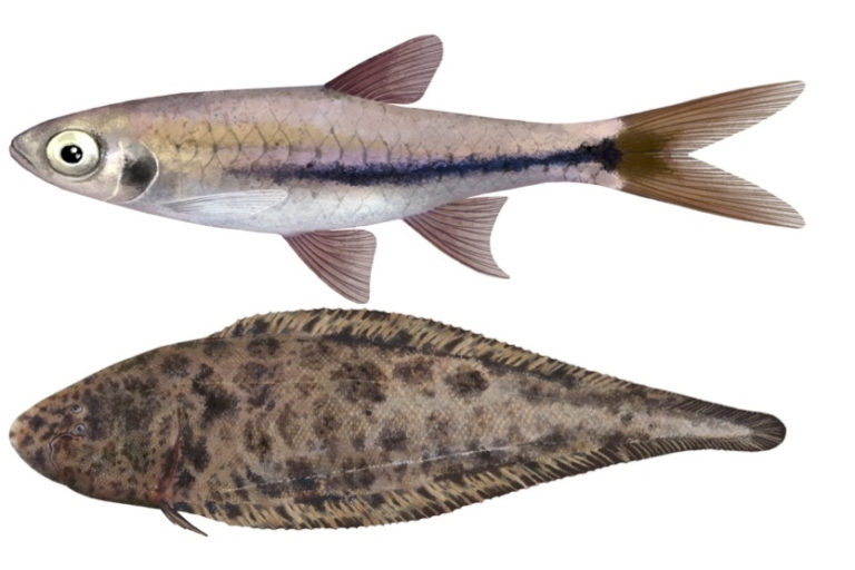 Yang endemik adalah rawa hidupnya ikan di Ikan Endemik