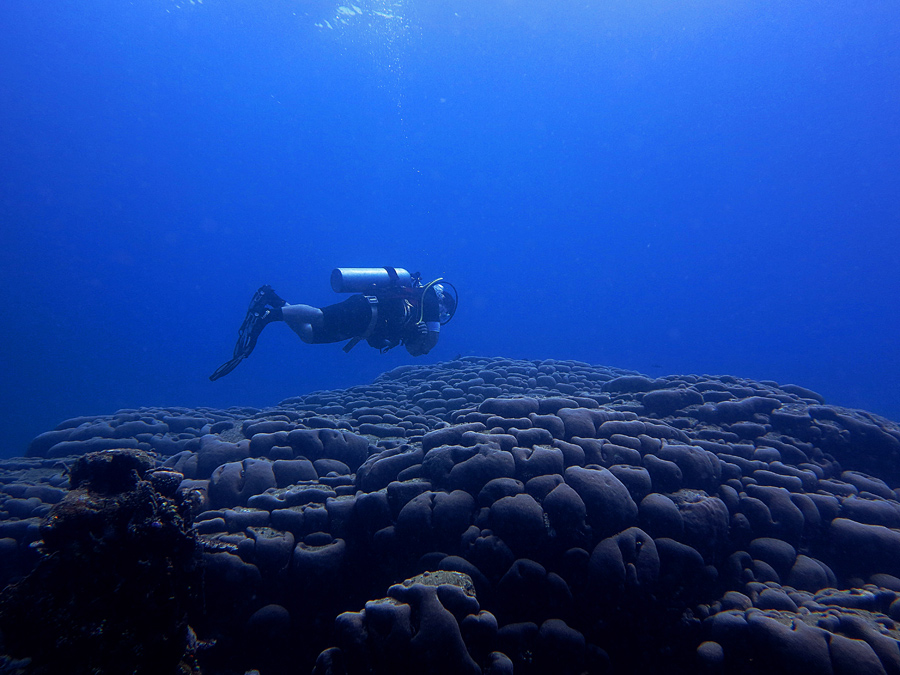 Seorang penyelam diatas gugusan terumbu karang otak besar (great brain coral) di perairan Teluk Buyat, Kabupaten Mongondow Timur, Sulawesi Utara pada tahun 2012 | Foto: Anton Wisuda/Mongabay Indonesia