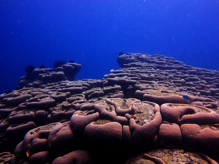 Gugusan terumbu karang otak besar (great brain coral) di perairan Teluk Buyat, Kabupaten Mongondow Timur, Sulawesi Utara pada tahun 2012 | Foto: Anton Wisuda/Mongabay Indonesia