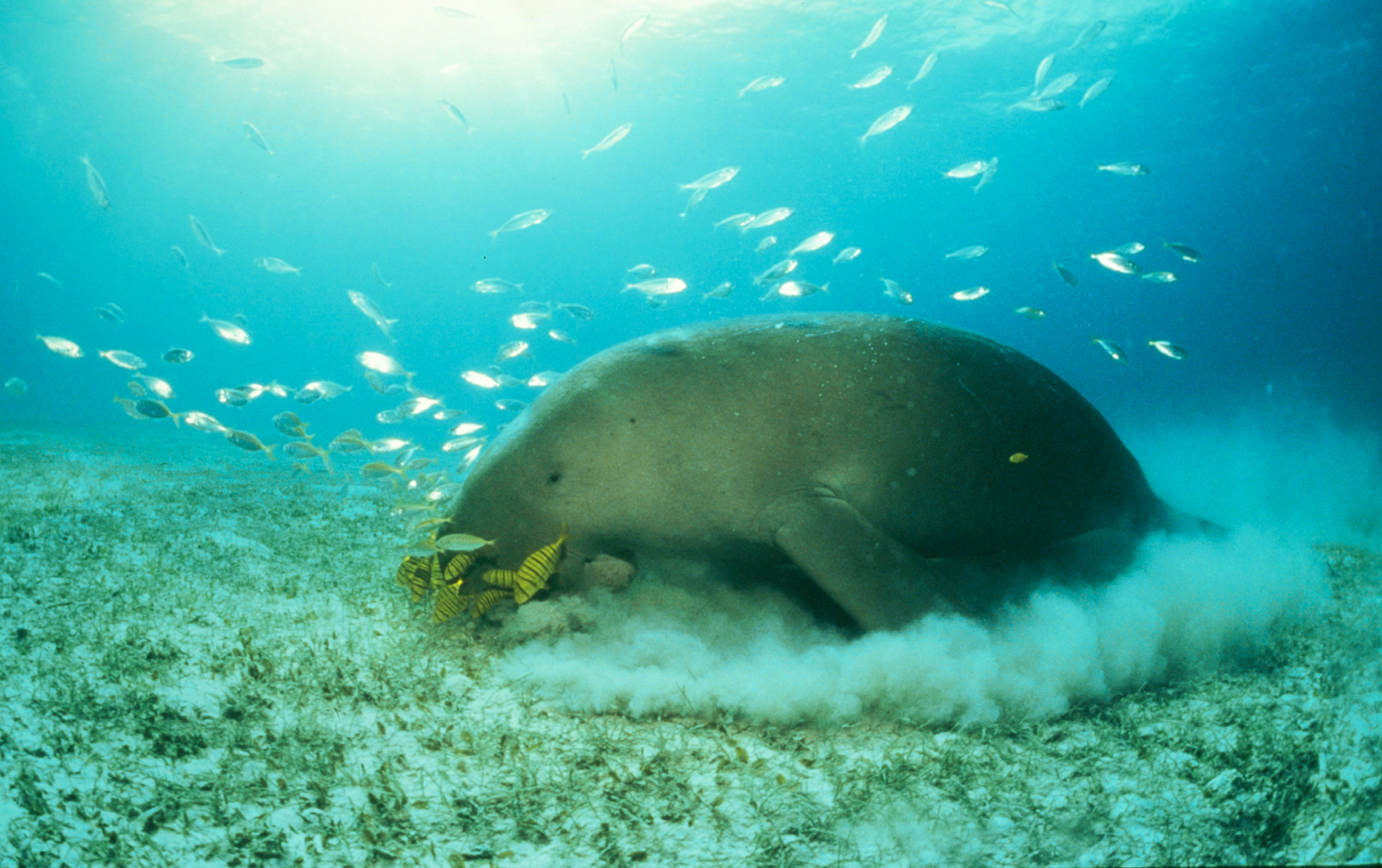 Seekor duyung (Dugong dugon) sedang memakan lamun di perairan Filipina. Foto : Jürgen Freund/WWF/Mongabay Indonesia
