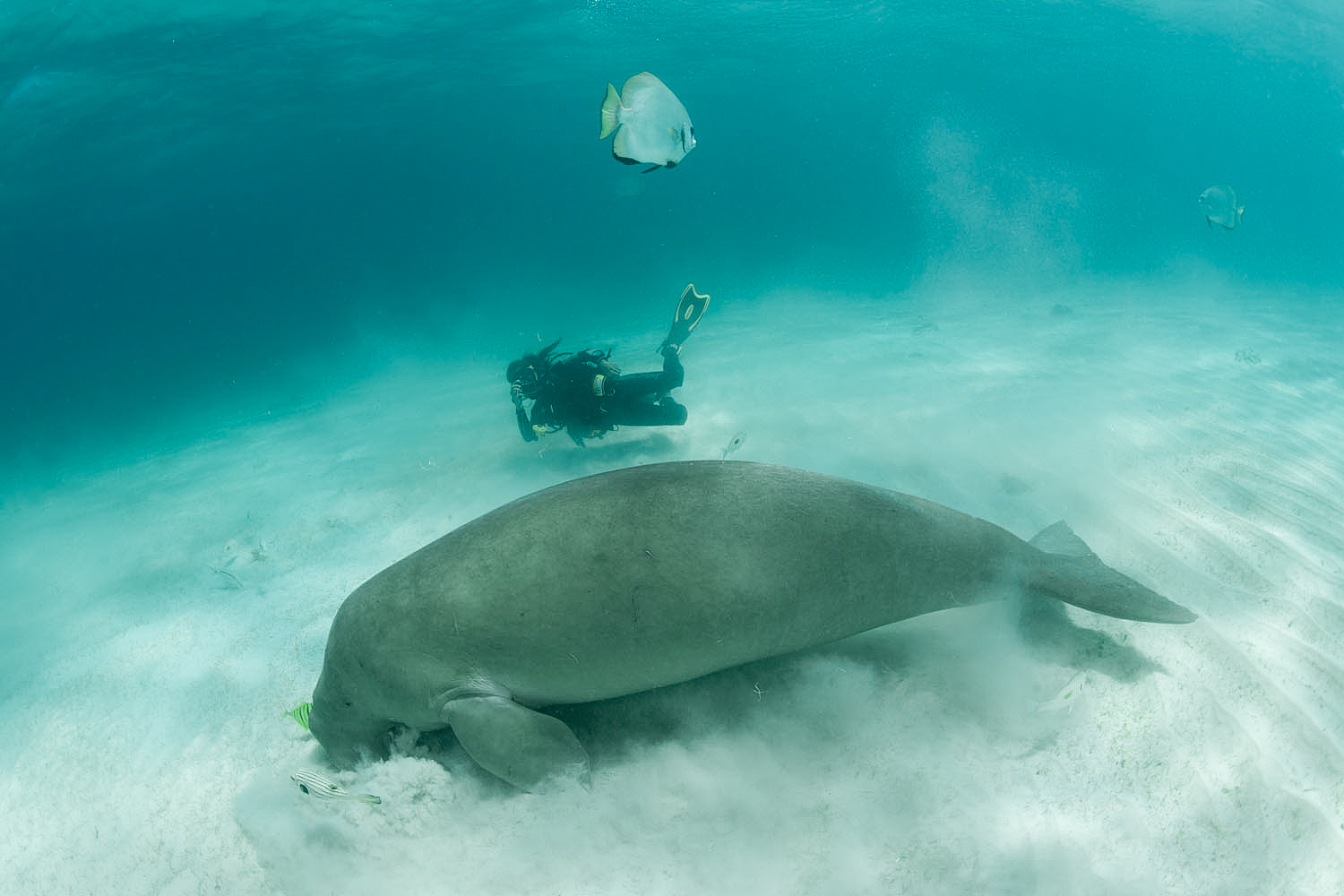 Seekor duyung (Dugong dugon) sedang mencari makan dengan mangaduk padang lamun di dasar perairan pesisir. Seorang penyelam mengabadikan momen itu. Foto : Jürgen Freund/WWF/Mongabay Indonesia