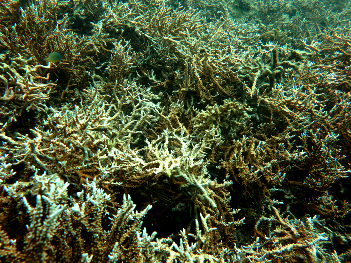 Kondisi terumbu karang yang memutih (coral bleaching) di perairan Pemutaren, Bali Utara, pada 2015 | Foto : Wisuda/Mongabay Indonesia