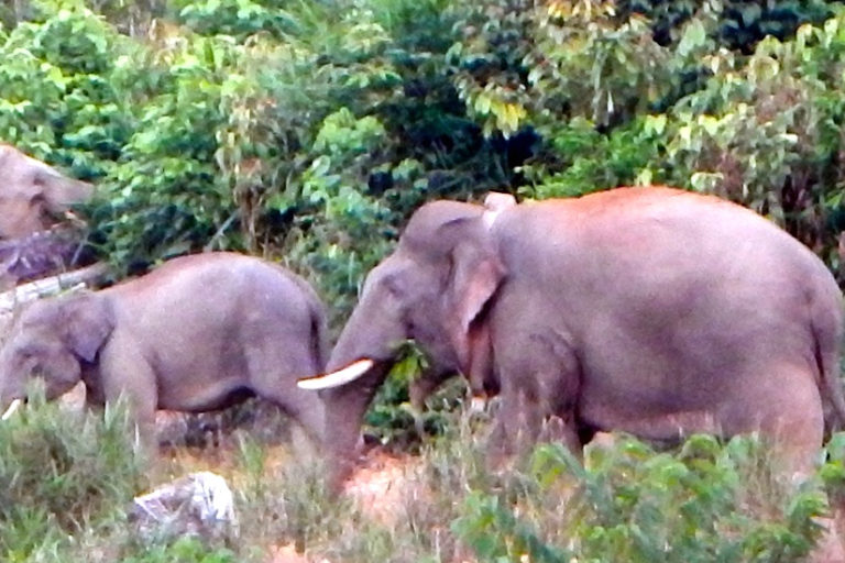 Konflik gajah dan manusia di Jambi, seperti di Kawasan Ekosistem Bukit Tigapuluh, makin parah | Foto: Frankfurt Zoological Society / Mongabay Indonesia
