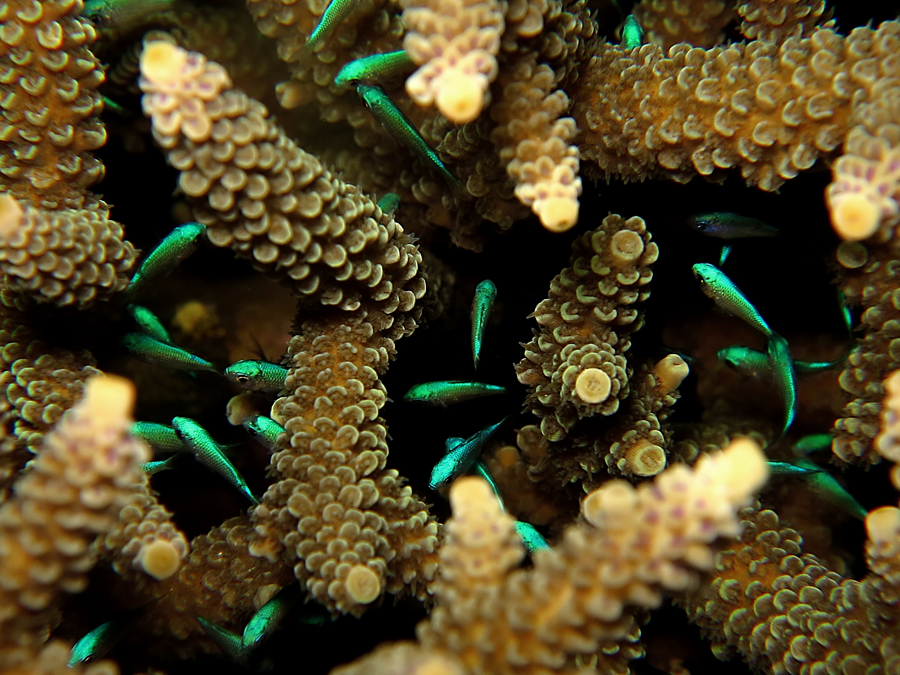 Sejumlah ikan kecil diantara jenis terumbu karang meja (acropora) di perairan Manado, Sulut pada 2013 | Foto : Wisuda/Mongabay Indonesia