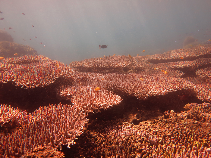 Gugusan terumbu karang meja (acropora) di perairan Malalayang, Manado, Sulut pada 2015 | Foto : Wisuda/Mongabay Indonesia