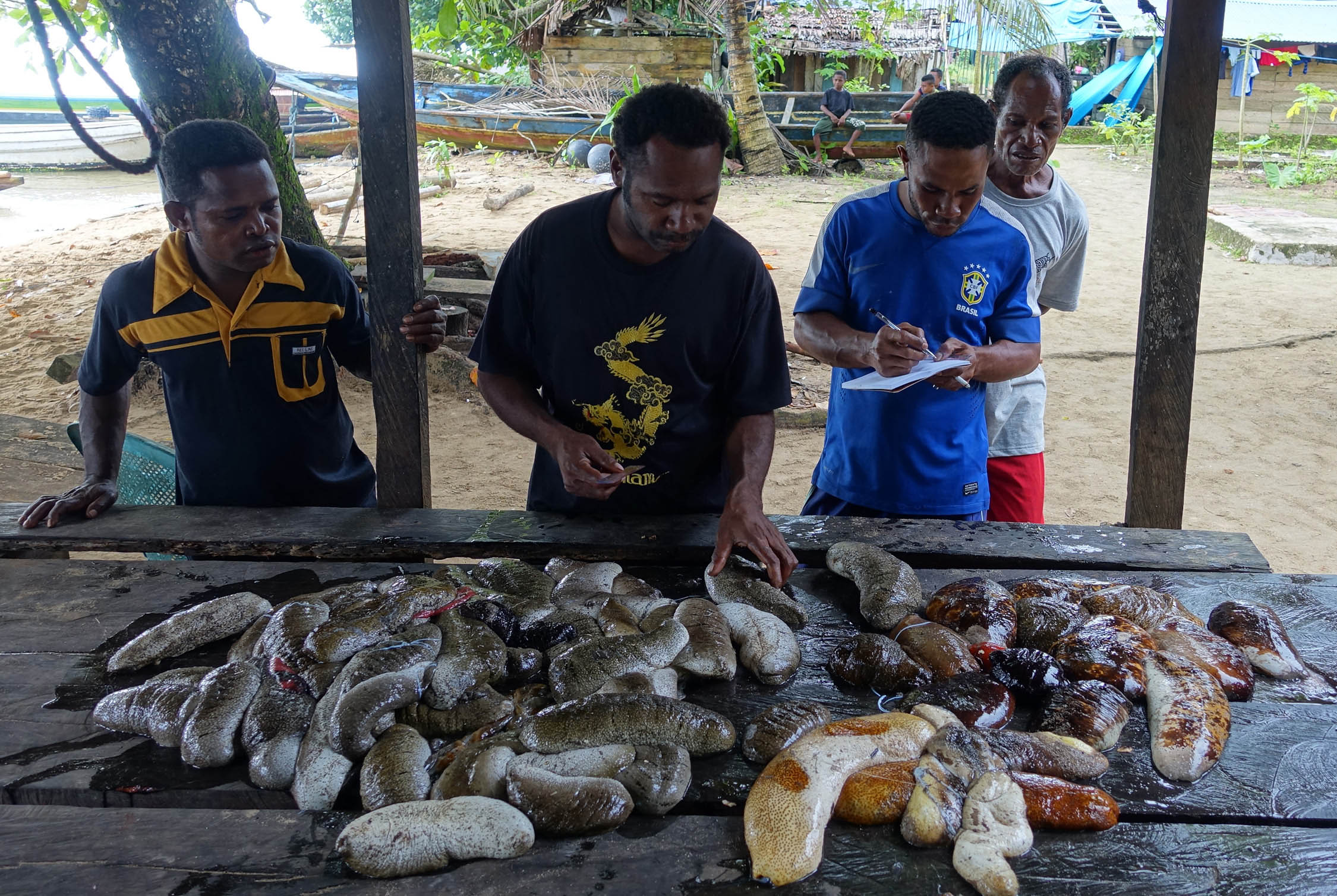 Tim monitoring melakukan pendataan hasil teripang yang didapat dari wilayah sasi di Kampung Folley, Kabupaten Raja Ampat, Papua Barat. Mereka mendata jenis teripang serta ukurannya | Foto: Nugroho Arif Prabowo/TNC/ Mongabay Indonesia
