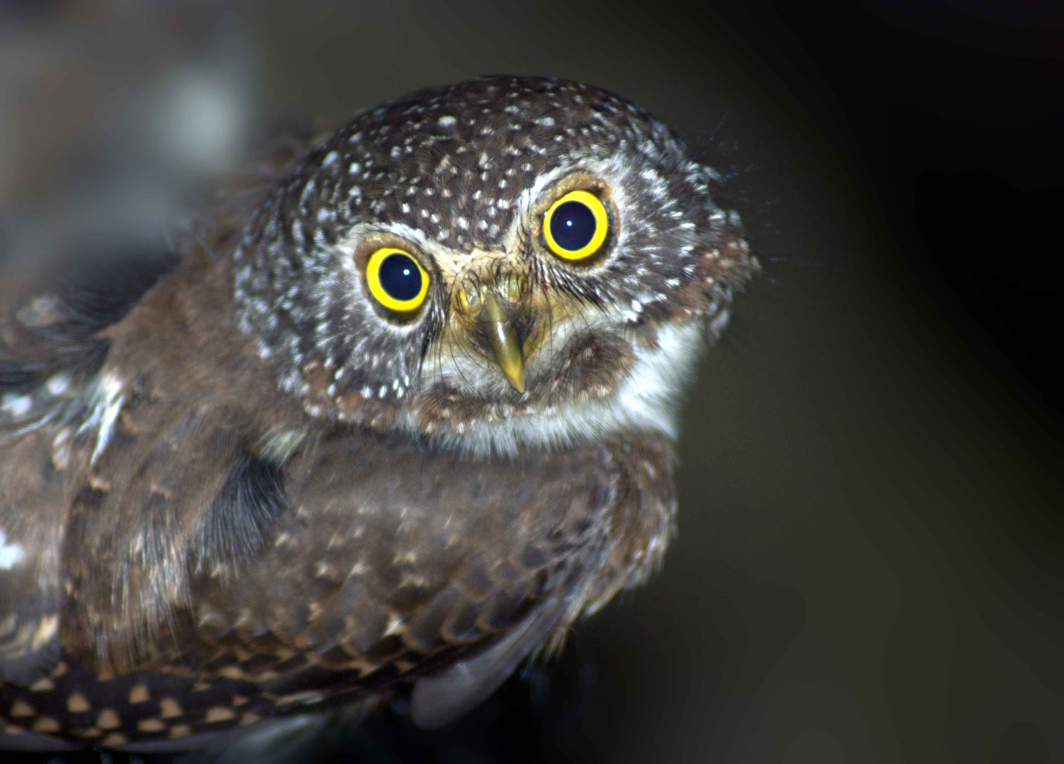 720 Koleksi Gambar Burung Hantu Sedang Terbang Gratis Terbaru