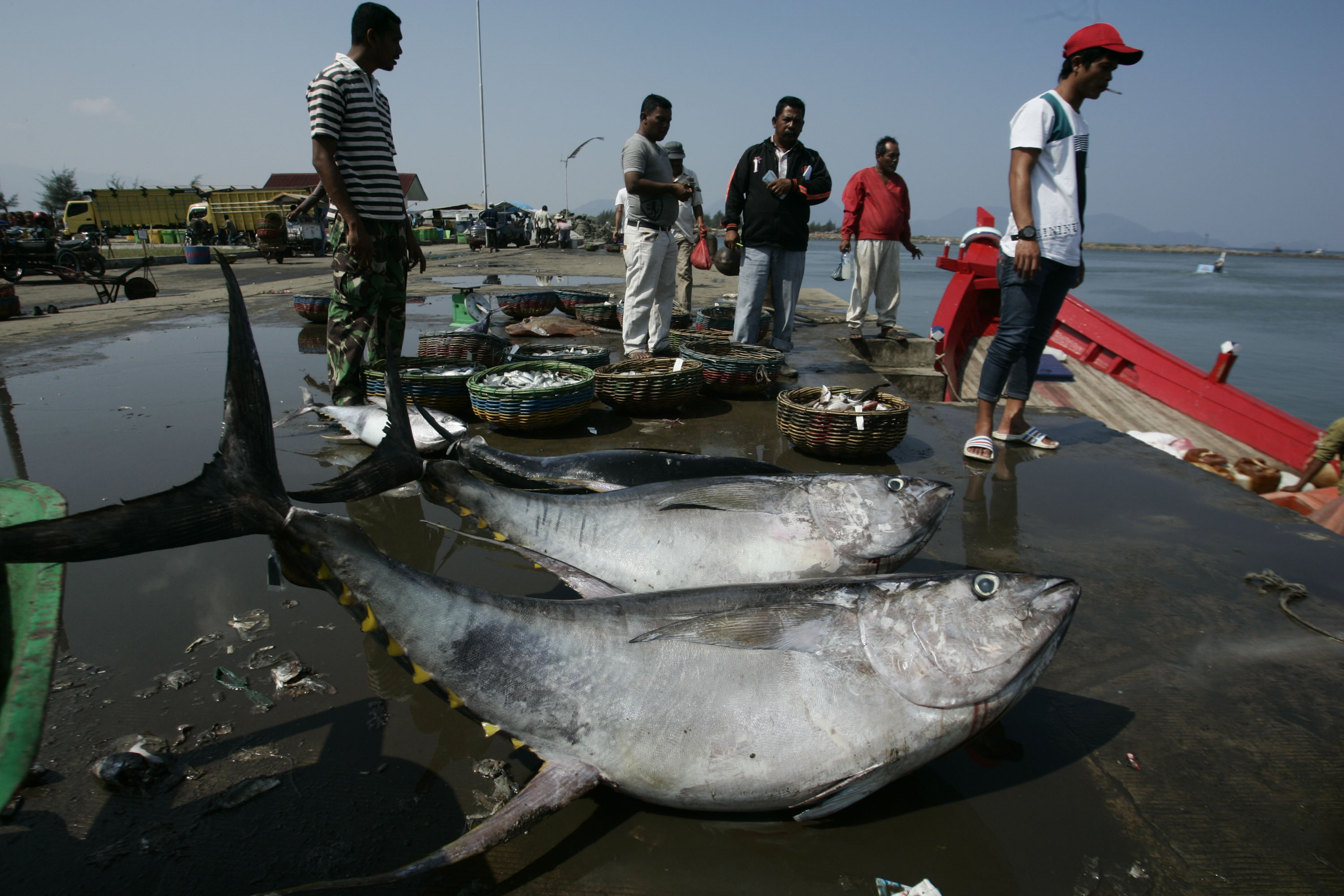 Ilustrasi. Ikan tuna hasil tangkapan nelayan di Pelabuhan Lampulo, Aceh. Foto: Junaidi Hanafiah/Mongabay Indonesia