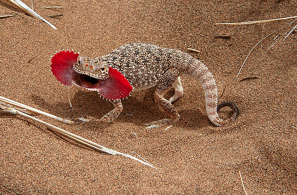 Kadal kepala katak agama | Sumber: Static.wixstatic.com