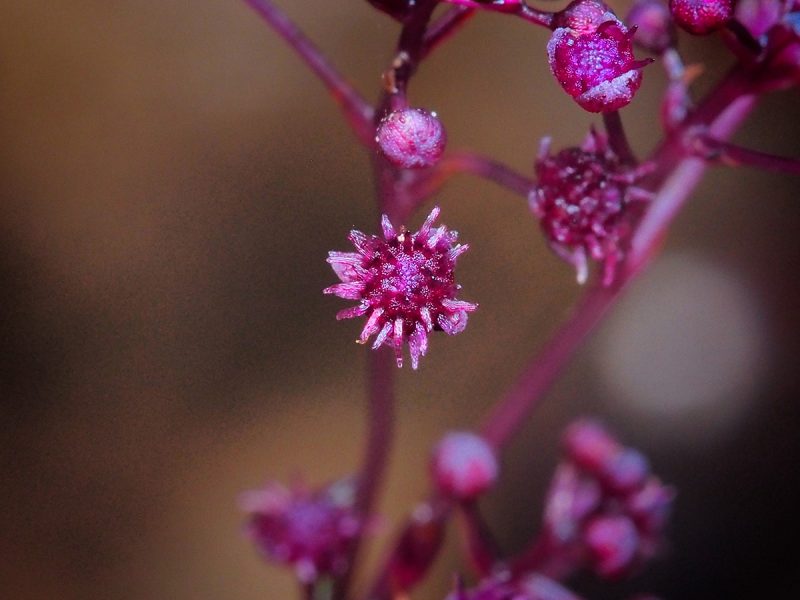 Heterotrophic Flower | Foto: TAKAOMI via IISE