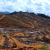Hutan Kinipan jadi izin sawit dan ditebangi. Apakah ini yang disebut 'ekonomi hijau'? Foto: dokumen warga Kinipan