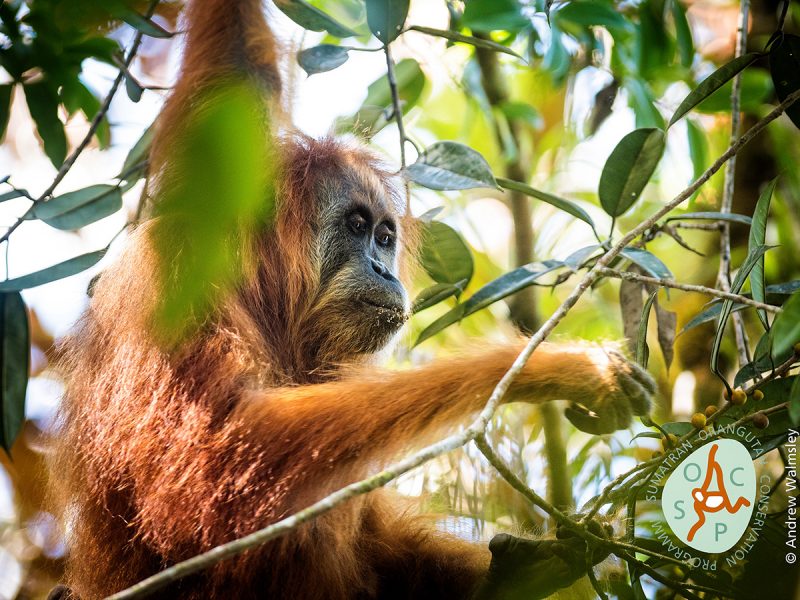 Orangutan tapanuli | Foto: ANDREW WALMSLEY/SOCP via IISE
