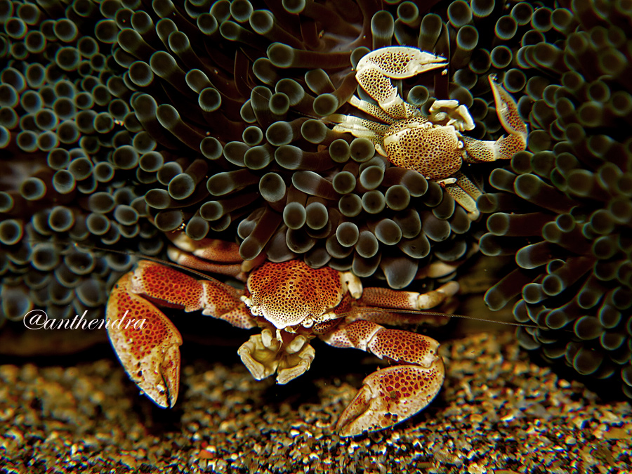  Kepiting porselen alias porcelain crab di perairan Manado, Sulawesi Utara | Foto: Anton Wisuda/Mongabay Indonesia 