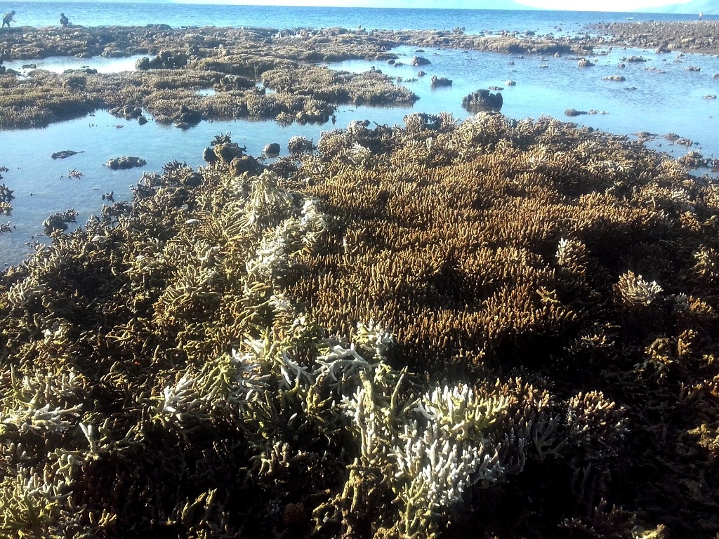 Rumpun terumbu karang yang timbul saat laut surut di pesisir pantai kelurahan Ritaebang, Solor Barat, Flores Timur, NTT | Foto: Ebed de Rosary/Mongabay Indonesia