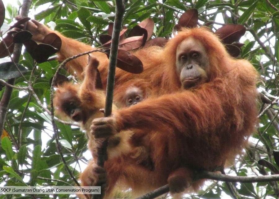 Kelahiran orangutan kembar sangat jarang terjadi, dan ini ditemukan pada orangutan tapanuli di ekosistem Batang Toru | Foto: SOCP