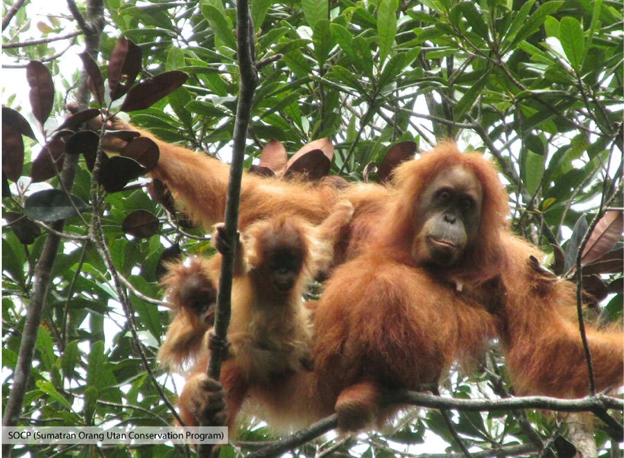 Inilah bayi kembar orangutan tapanuli dengan induknya yang terpantau di ekosistem Batang Toru, Sumatera Utara | Foto: SOCP