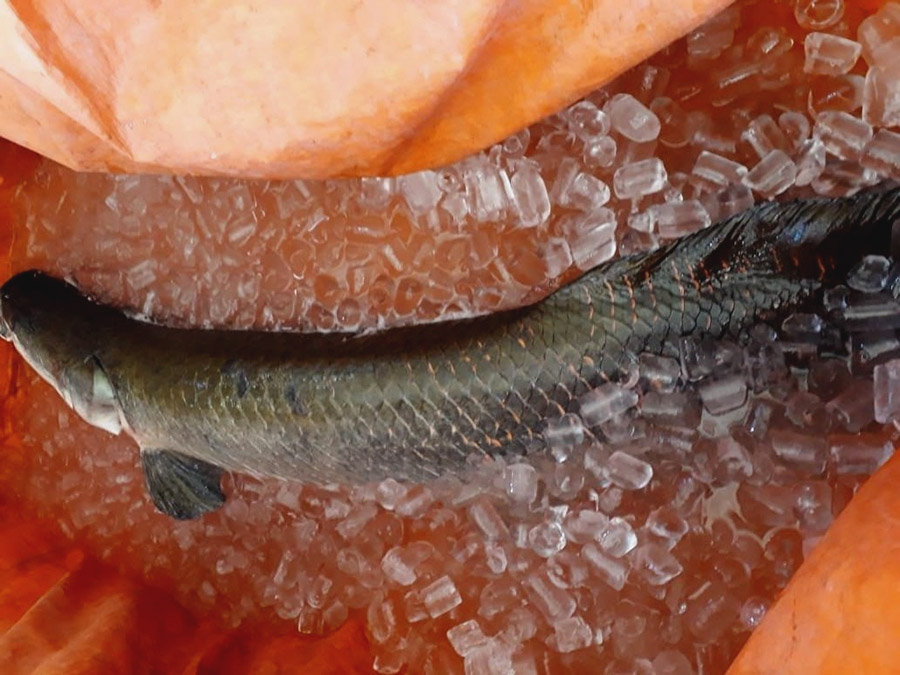 Jangan Lagi Ada Ikan  Arapaima  di Sungai Brantas 