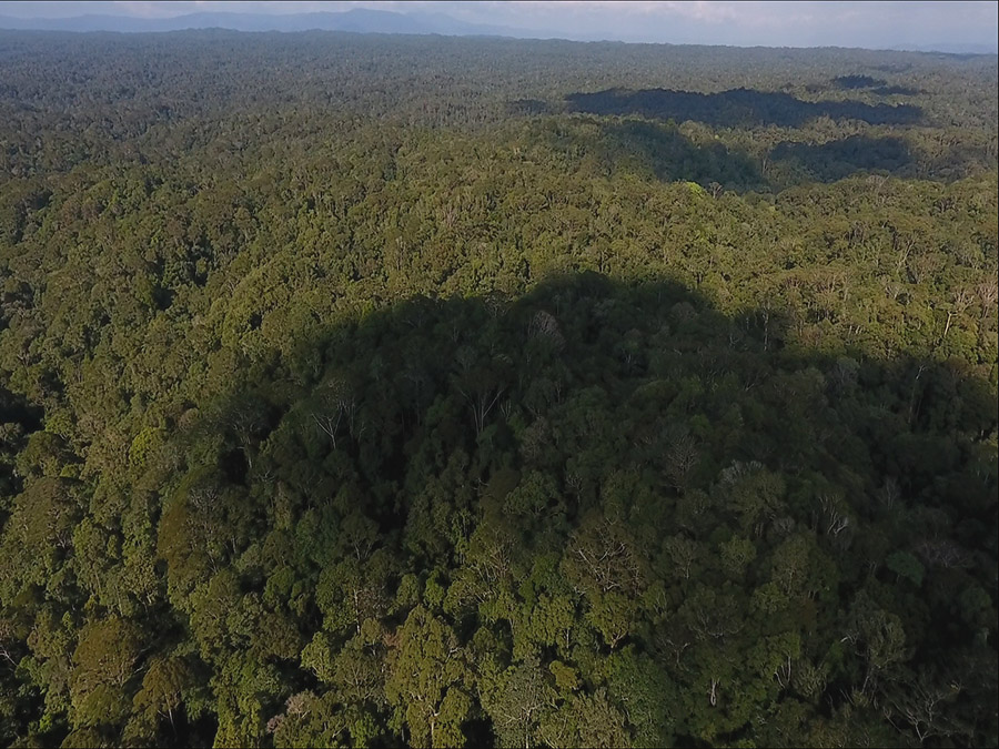 Hutan Batang Toru, tempat hidupnya orangutan tapanuli yang harus dijaga kelestariannya | Foto: Ayat S Karokaro/Mongabay Indonesia
